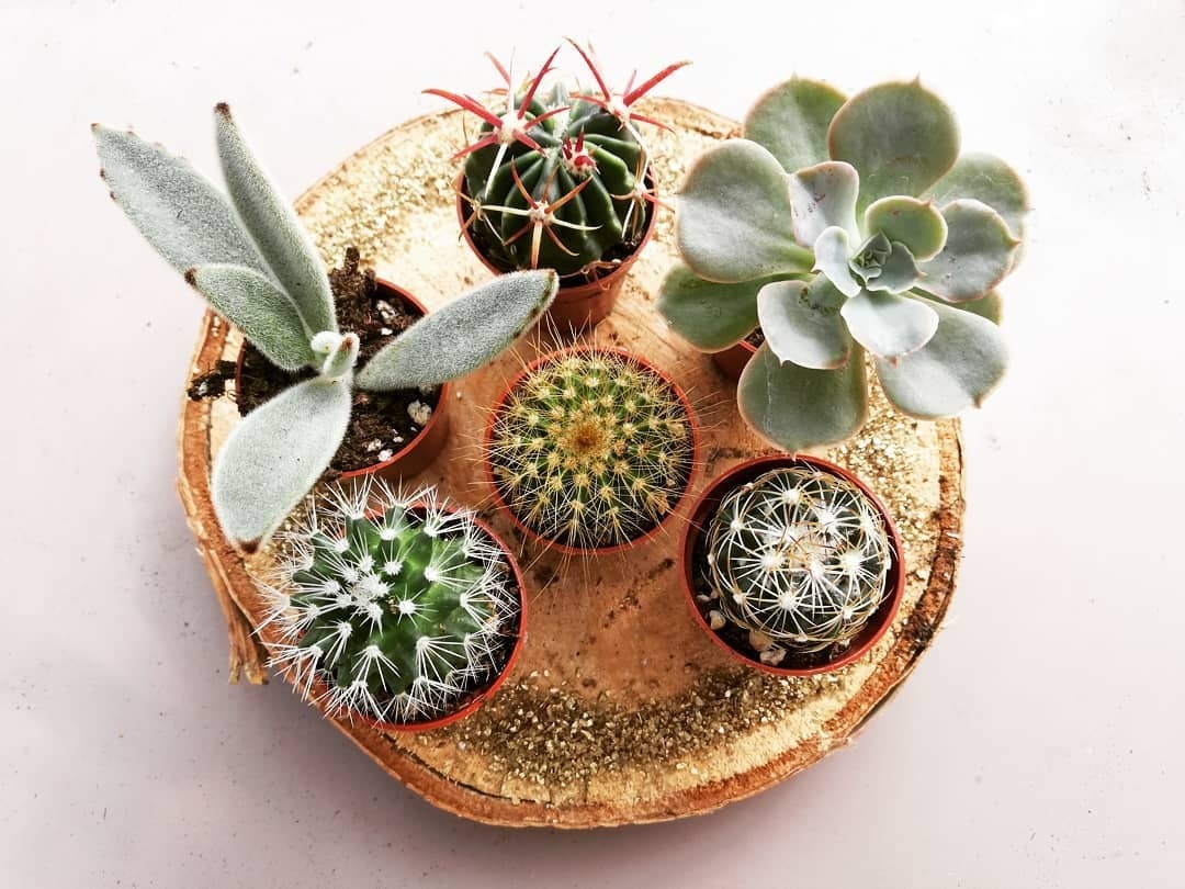 The Succulent Shed Co | The Succulent Shed Co